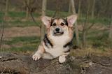 CORGI PEMBROKE 1407
